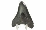Serrated, Fossil Megalodon Tooth - South Carolina #122247-2